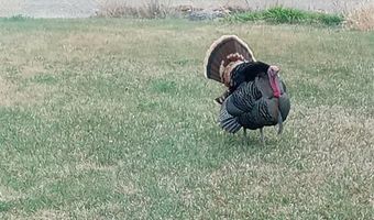 1281 Hwy 30, Basin, WY 82410