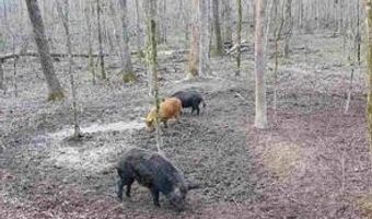 Beck Springs, Ashland, MS 38603