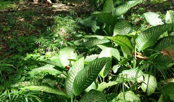 CR KUHIO HWY/ALAMIHI RD, Hanalei, HI 96714