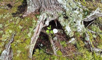 114 E Shore Rd, Benedicta, ME 04733