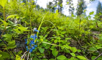 16 Bridle Ct, Bigfork, MT 59911