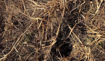 BLACK SWAMP ROAD, Felton, DE 19943