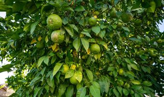 561 W YELLOWSTONE Way, Chandler, AZ 85248