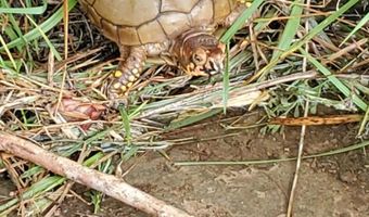 4775 S 50th Rd, Aldrich, MO 65601