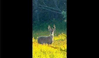 N3953-89 Bear Pen Road, Arkansaw, WI 54721