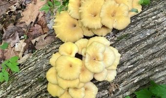 N3953-89 Bear Pen Road, Arkansaw, WI 54721