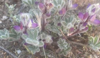 56795 Cain Rd, Anza, CA 92539