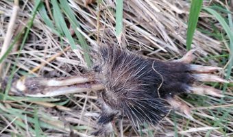 4775 S 50th Rd, Aldrich, MO 65601