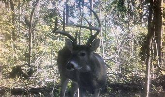 McKinley Guffey, Albany, KY 42602