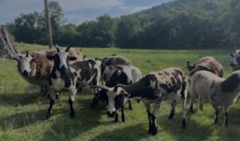 Farm Road 1182, Aurora, MO 65605