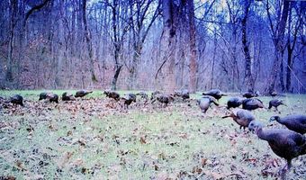 Reeves Road, Ashland, MS 38603