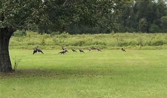 5559 SW 42ND Pl, Bell, FL 32619