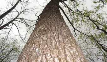 Long Branch Lane, Bee Branch, AR 72013