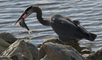 611 Osprey Cv, Brandon, MS 39047