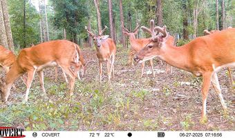 221 Ac Crestview Rd, Arlington, GA 39813