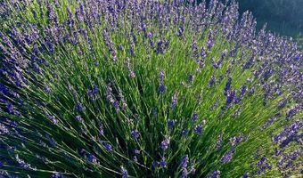 PURPLE ADOBE LAVENDER FARM 25 Private Drive 1622, Abiquiu, NM 87510