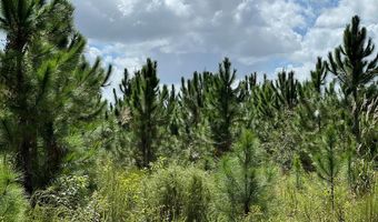 Lot 1 50th Ave, Bell, FL 32619