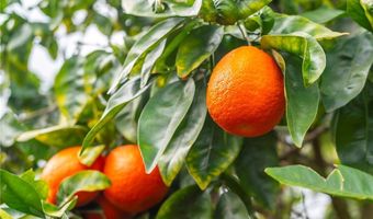 2740 Los Alisos Dr, Fallbrook, CA 92028