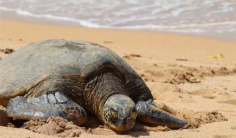 53-549 Kamehameha Hwy 309, Hauula, HI 96717