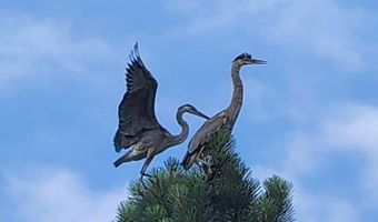 41 Wild Iris Rd, Bluewater, NM 87005