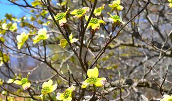 5557 Flat Mountain Rd, Alderson, WV 24910