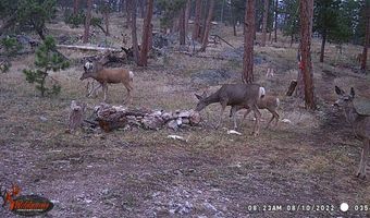 Old Camp Rd, Bellvue, CO 80512