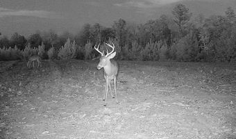 County Road 25, Banks, AL 36005