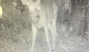 0 McKinley Guffey, Albany, KY 42602