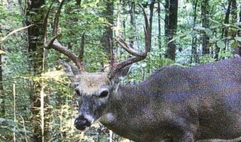 McKinley Guffey, Albany, KY 42602