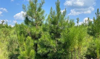 0 Ellis Jones Rd, Bienville, LA 71008