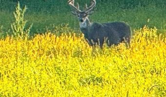 TBD Bear Pen Rd, Arkansaw, WI 54721