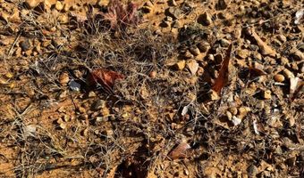 0 County Road 25, Reform, AL 35481