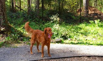 14914 203rd Ave E Plan: Newhaven, Bonney Lake, WA 98391
