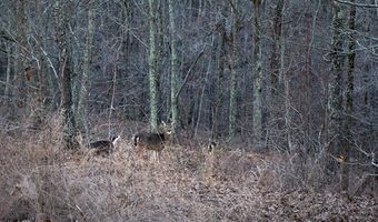 River Oaks Lot 19, Big Sandy, TN 38221