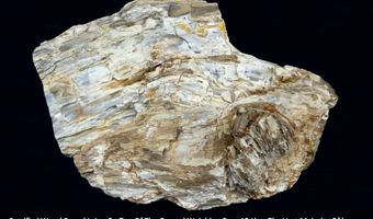 unspecified, Gerlach, NV 89412