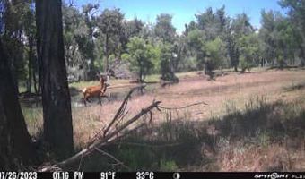 TBD County Road 170, Agate, CO 80101