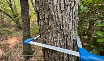 0 Military Rd, Beaverton, AL 35544