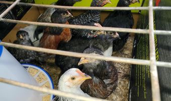 4775 S 50th Rd, Aldrich, MO 65601