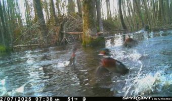 TBD Binnicker Bridge Road, Bamberg, SC 29003