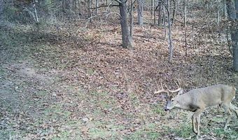 County Road 529, Ava, MO 65608