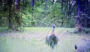 Reeves Road, Ashland, MS 38603