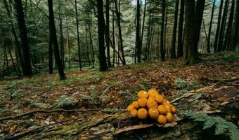 0 Weidick Rd, Andes, NY 13731