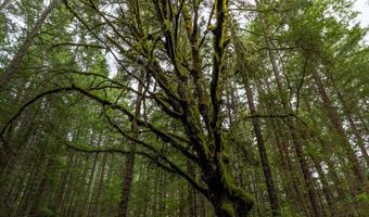 Upper Cow Creek Road, Azalea, OR 97410