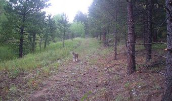 TBD County Road 59, Allenspark, CO 80510