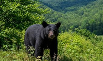 88 Cherry Ln, Arbovale, WV 24915