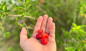 713 SULTENFUSS Rd, Babson Park, FL 33827