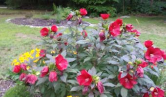 420 Pine Land Dr SE, Ada, MI 49301