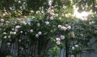 109 S Lake Ave, Albany, NY 12208