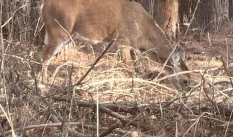 BRUSHY LANE, Arley, AL 35541