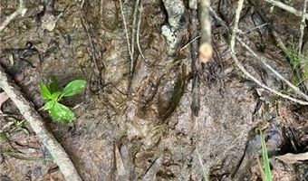 0 SHELTON Dr, Ball, LA 71405